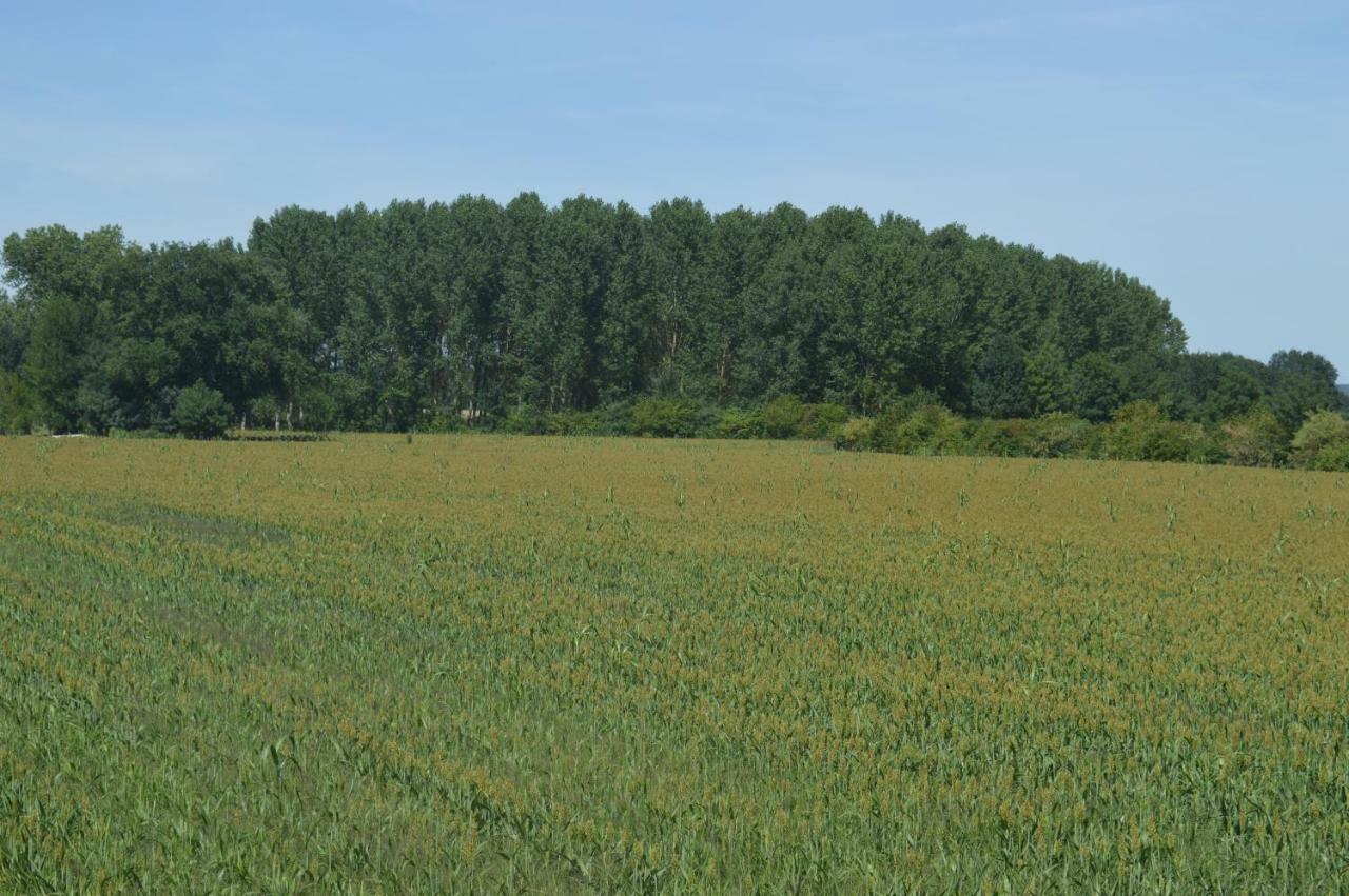Gite Dans Le Vignoble De Bourgueil Le Port Boulet Zewnętrze zdjęcie